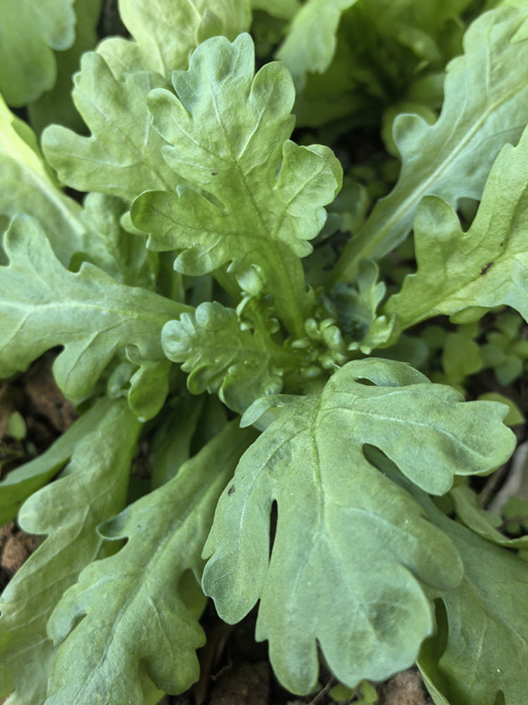 'Jiemei' Large-Leaf Garland Chrysanthemum