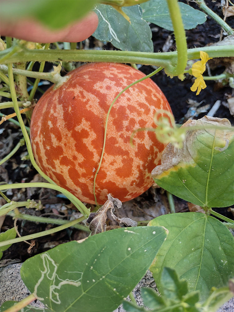 Tiger Melon