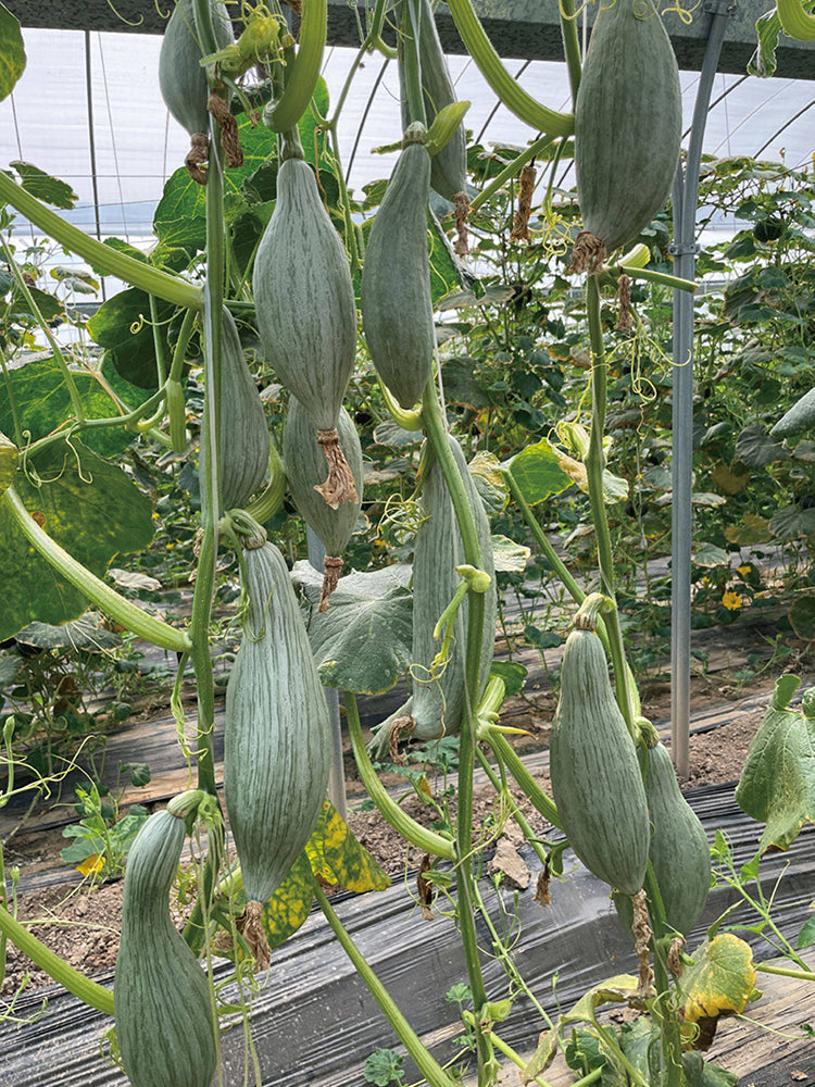Aristocrat Pumpkin