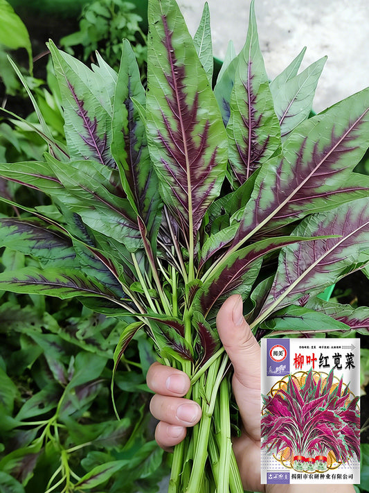 Willow-Leaf Red Amaranth