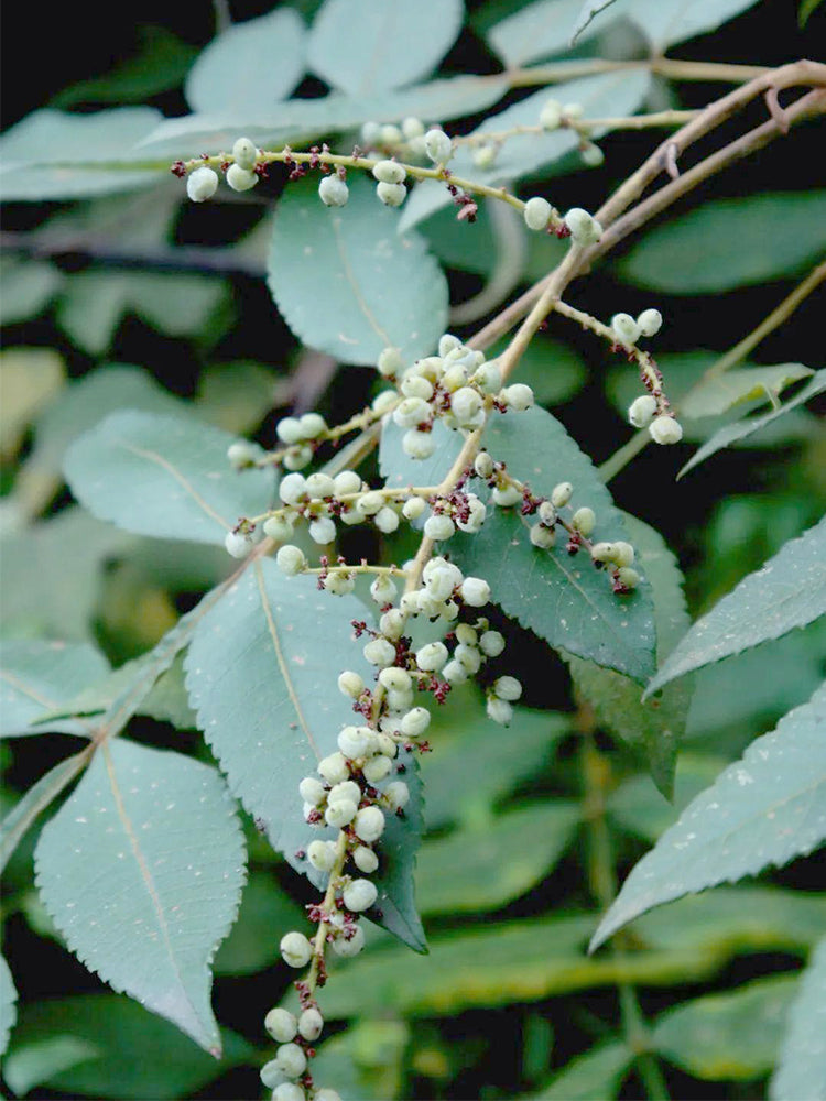 Chinese Sumac (Rhus chinensis Mill.)