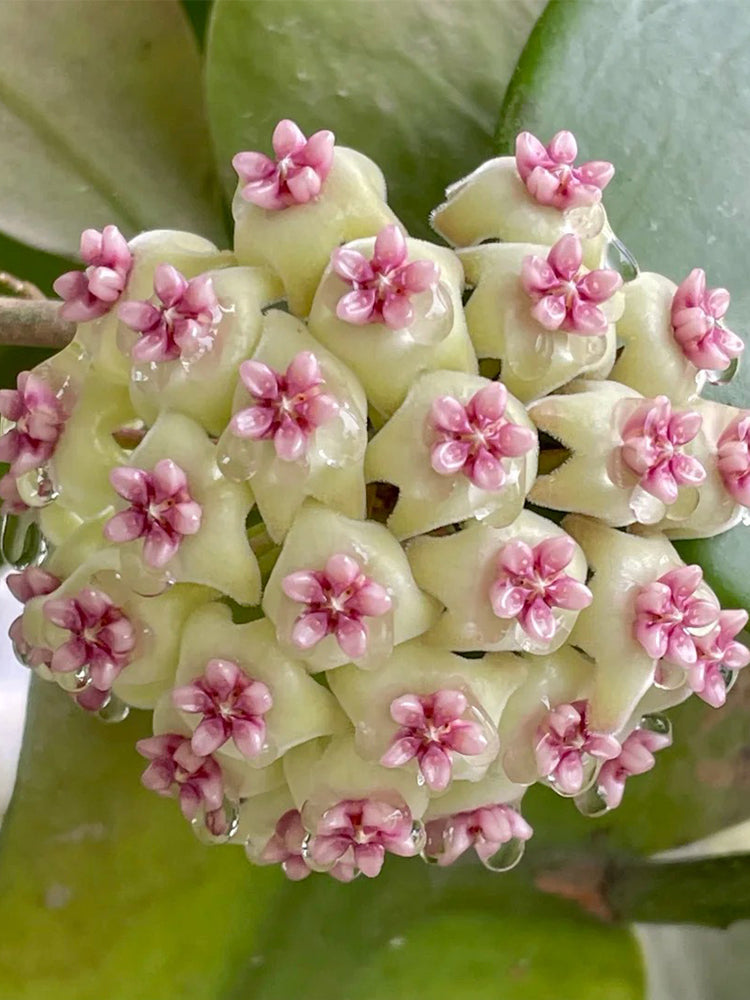 Hoya 'Wonder' Unrooted Stem Cuttings