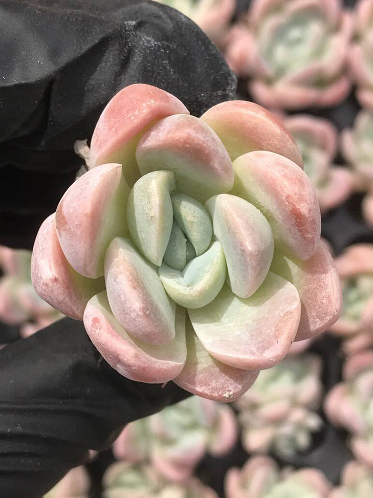 Echeveria Lauii