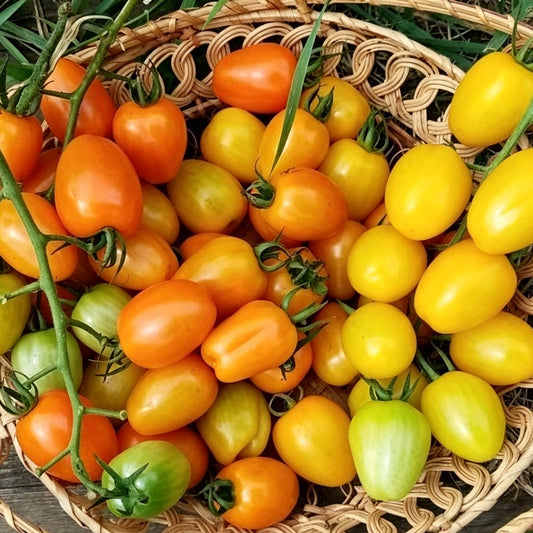 598 Yellow Strawberry Cherry Tomato