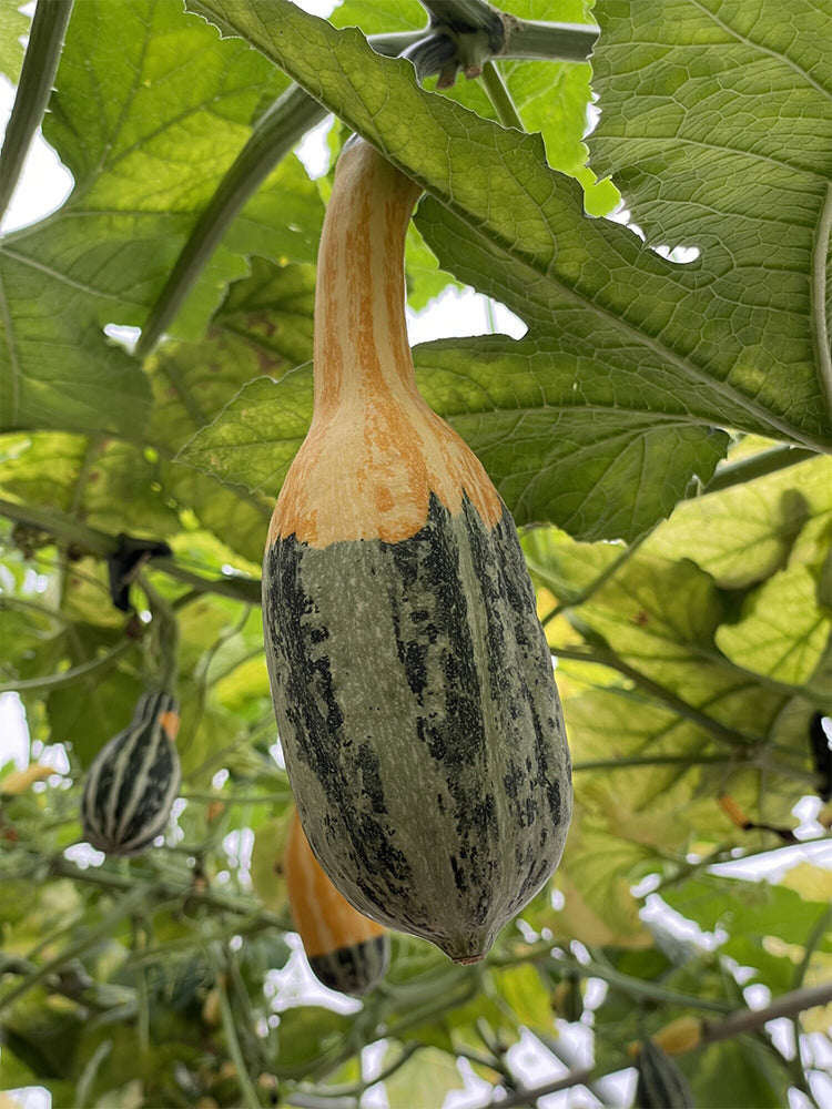 Hezhichun Decorative Pumpkin Seed Mix