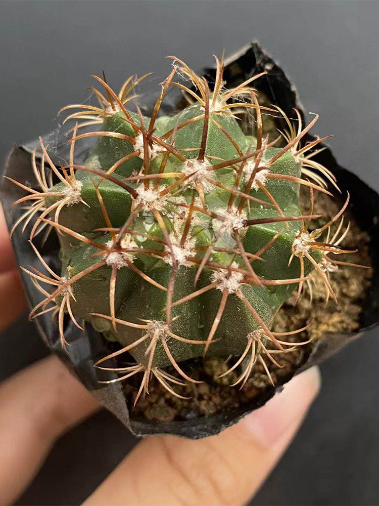 Melocactus matanzanus