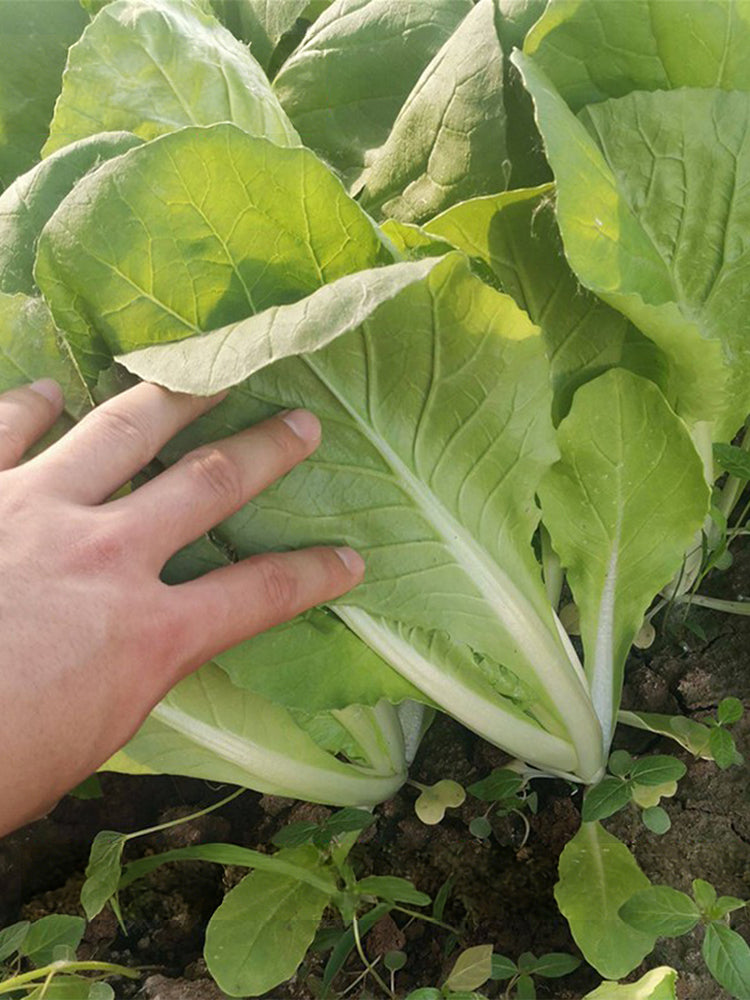 'Chiye No.6' Pak Choi