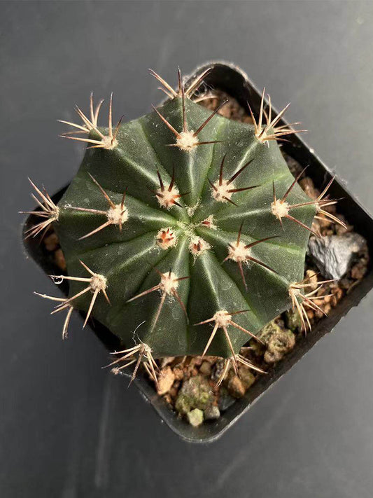 Melocactus caesius