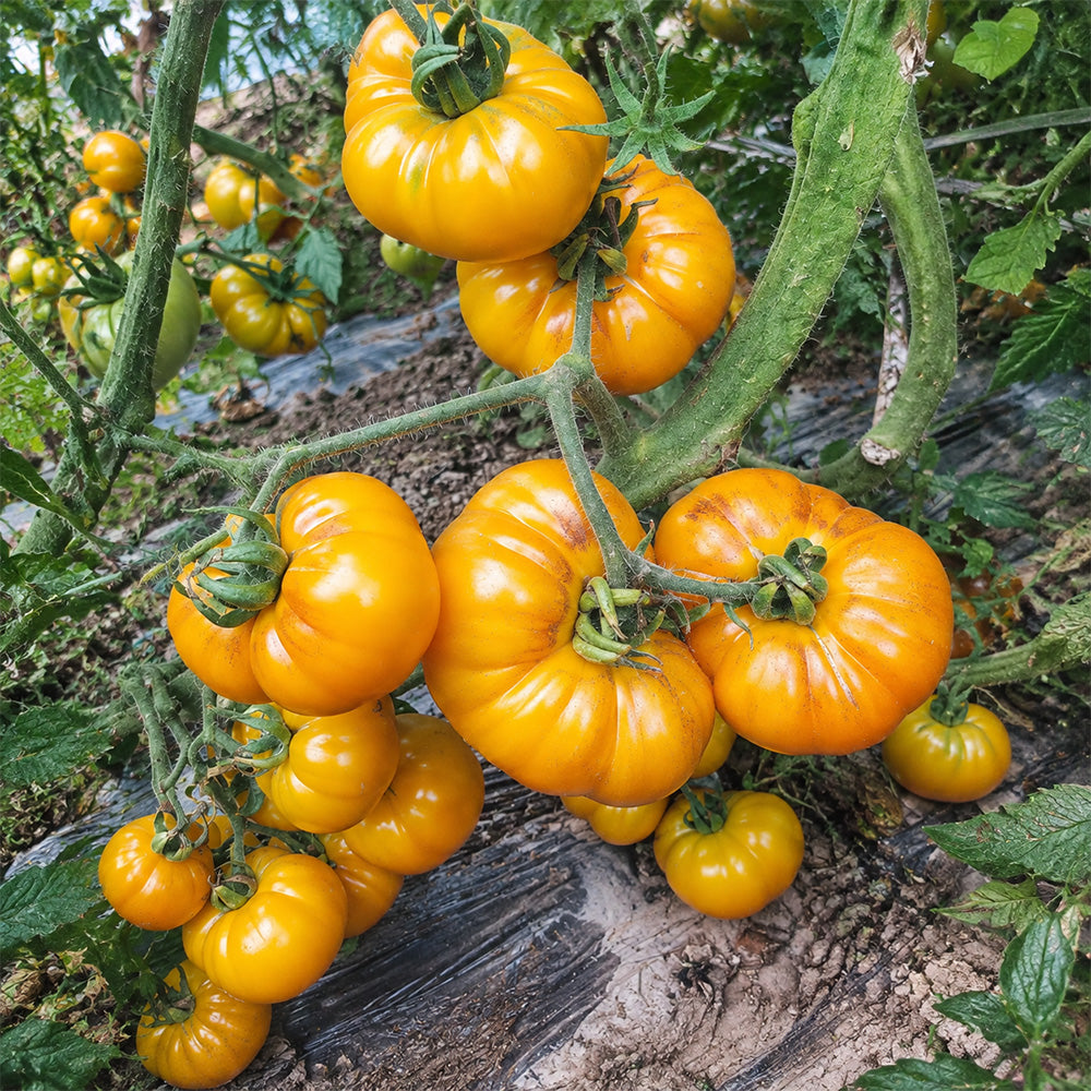 3 Dahlia Valle Tomato