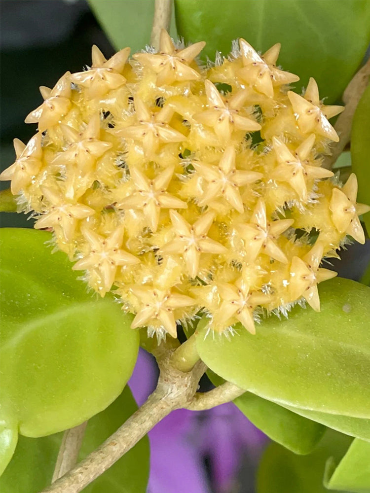Hoya mindorensis 'Yellow Form' Unrooted Stem Cuttings