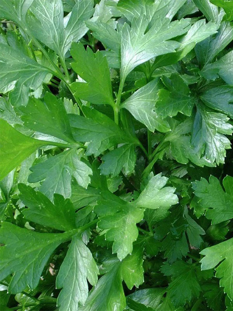 Italian Giant Parsley