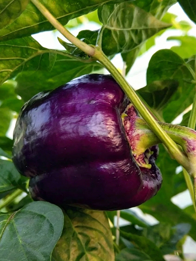 Shouhe Amethyst Sweet Pepper