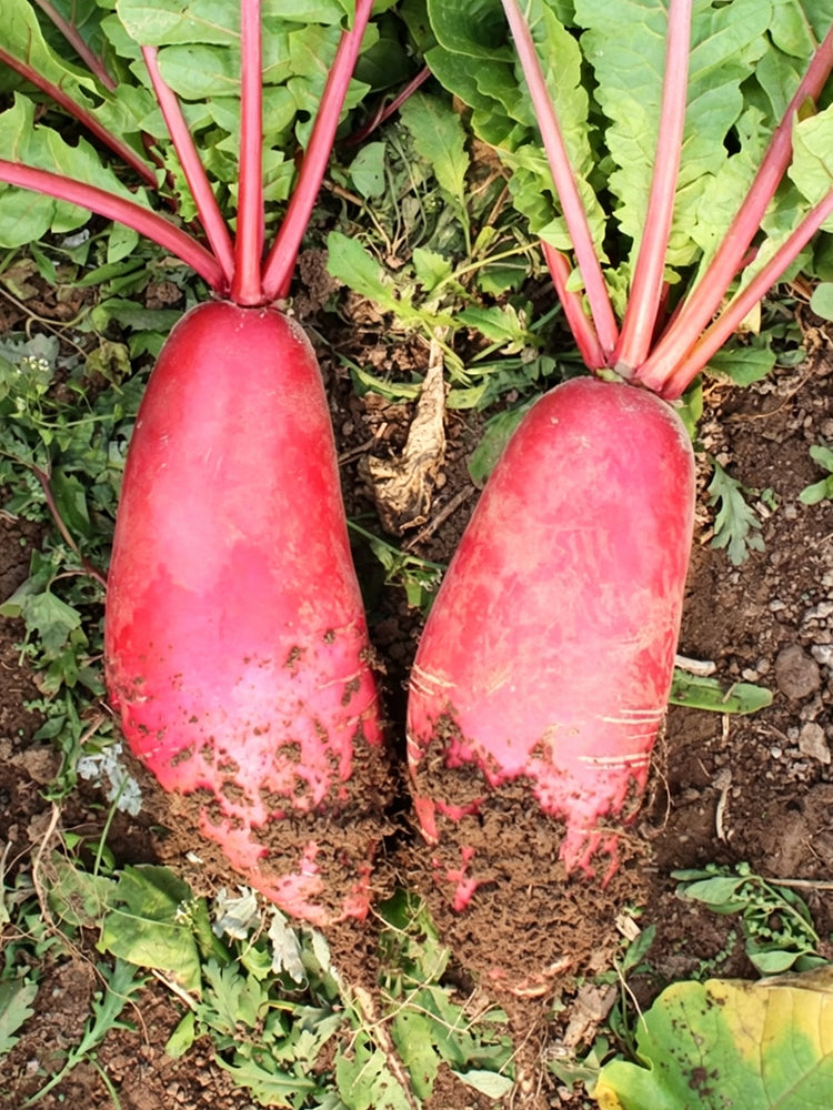 'Qishan Laobukang No.2' Water Radish