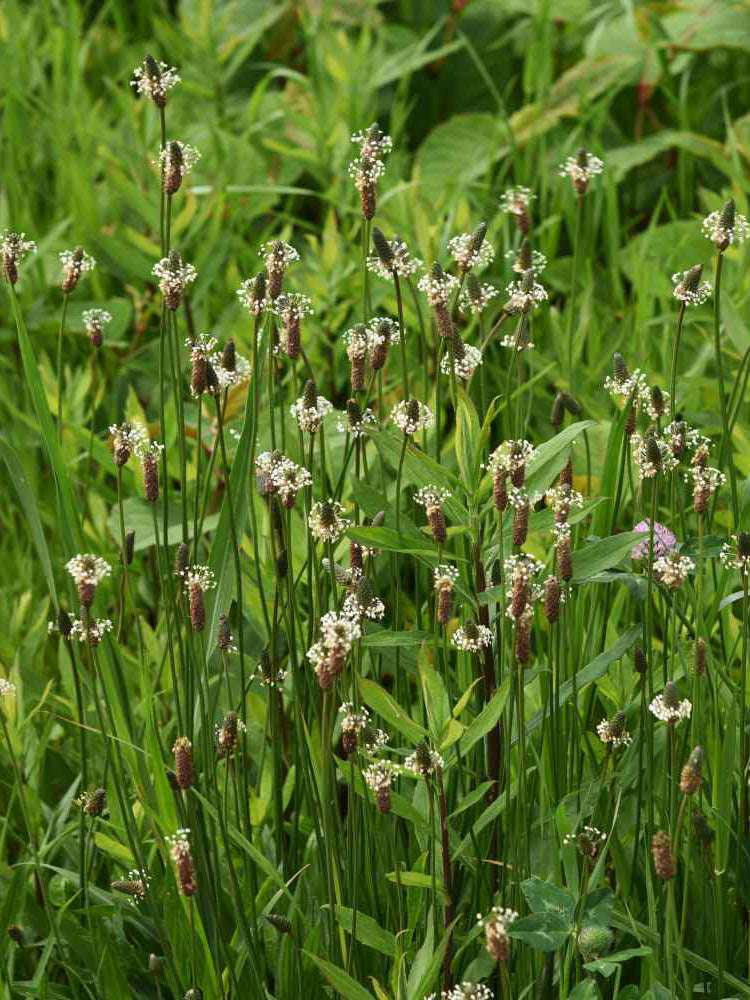English Ribwort Plantain