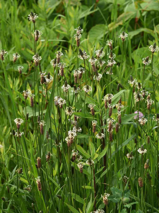 English Ribwort Plantain