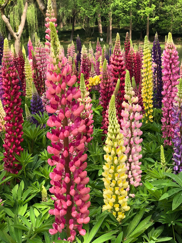 Mixed Color Lupin