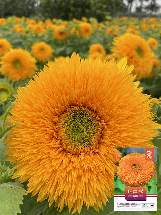 Teddy Bear Sunflower