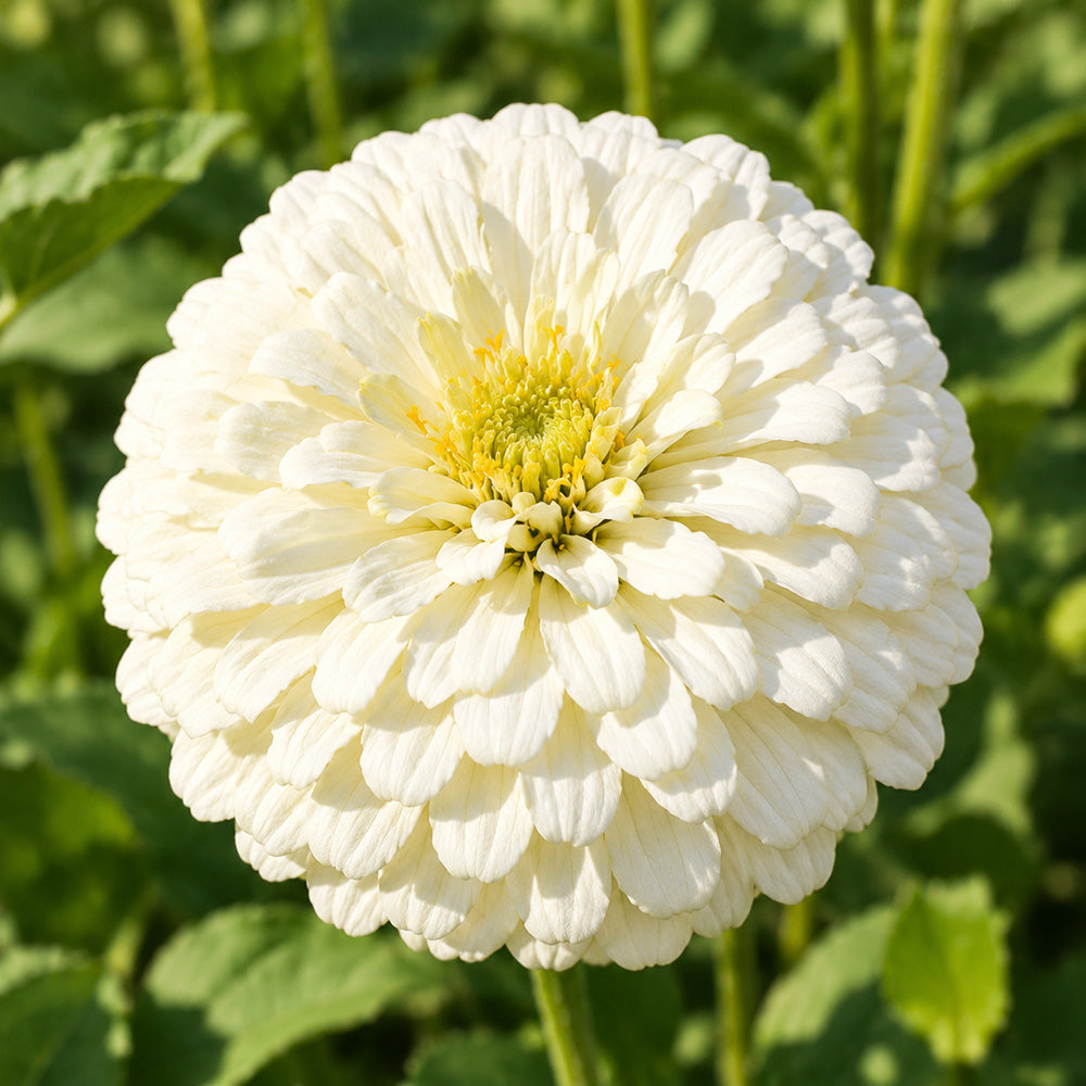 W1350 Large-Flowered White Zinnia