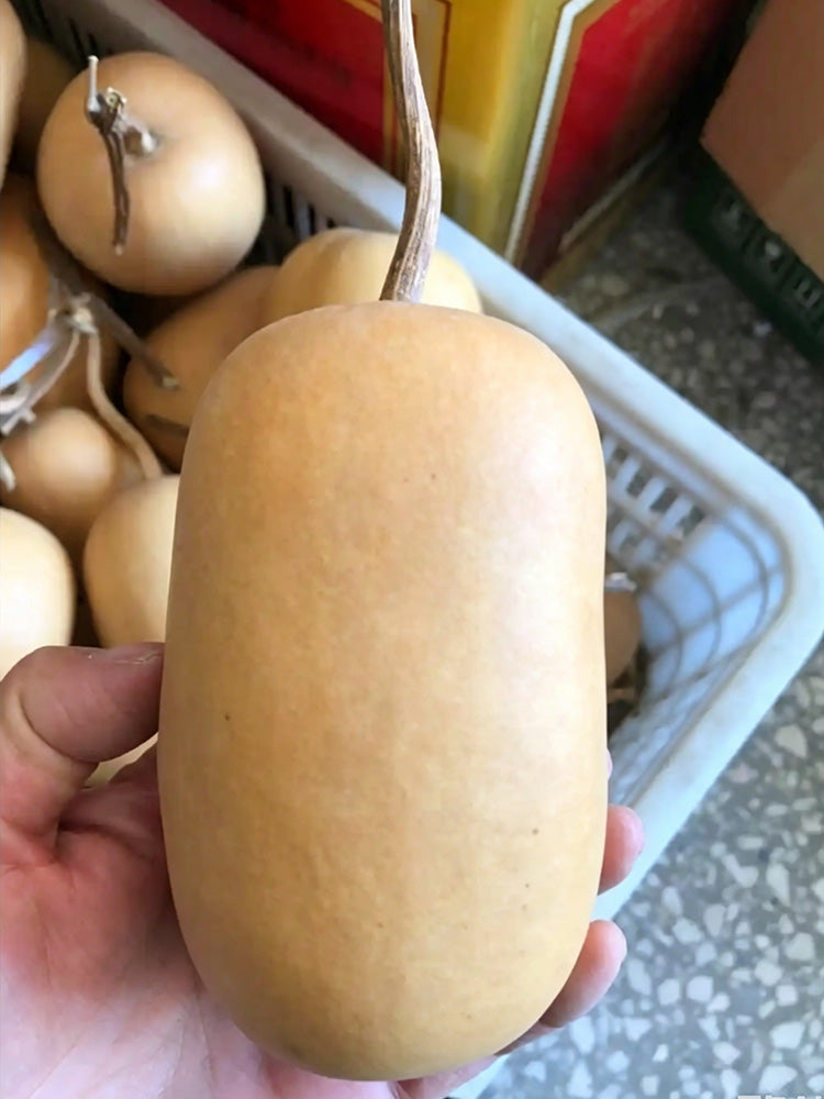 'Little Winter Melon' Gourd