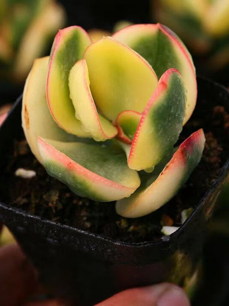 Crassula Ovata Variegated 6.0