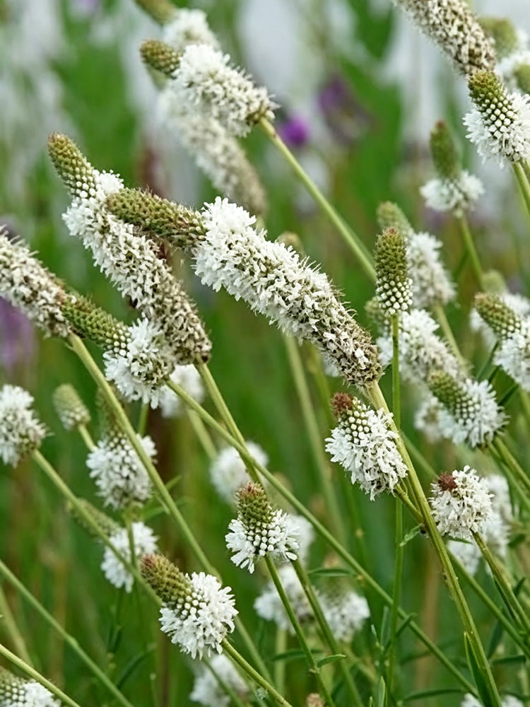 White Prairie Clover