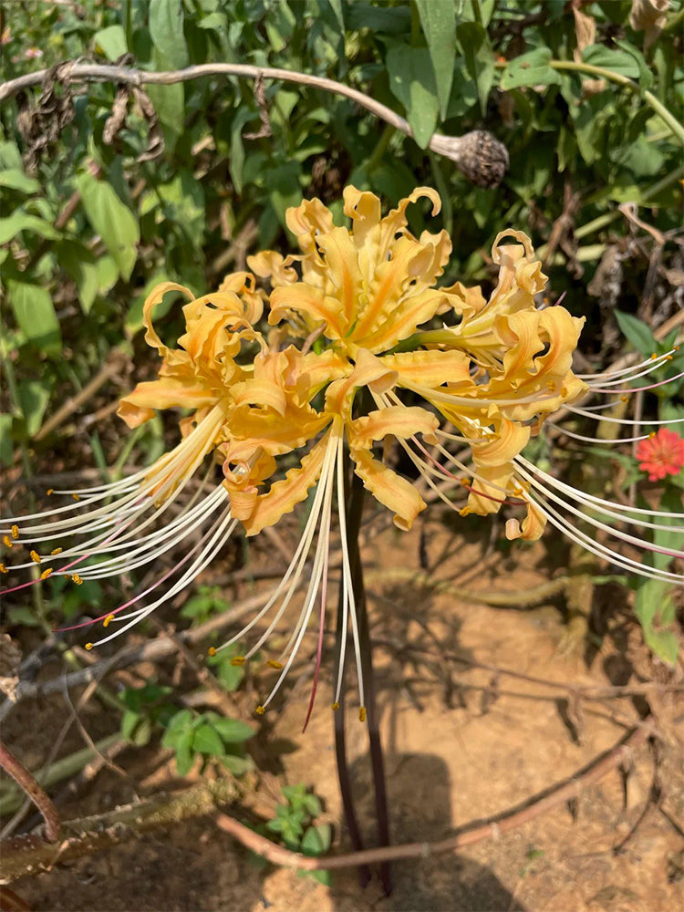 Lycoris 'Sweet Orange'