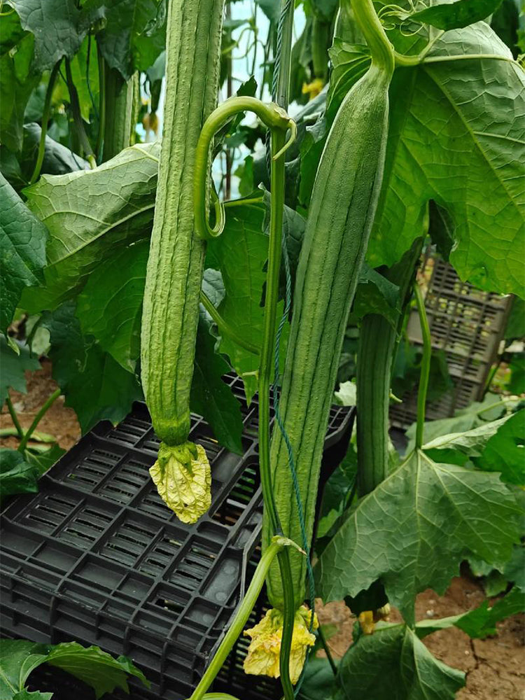 Jiamei 60 Long Sponge Gourd
