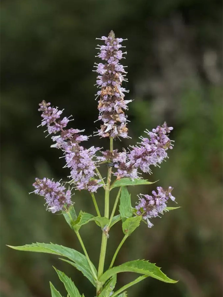Spearmint Mint