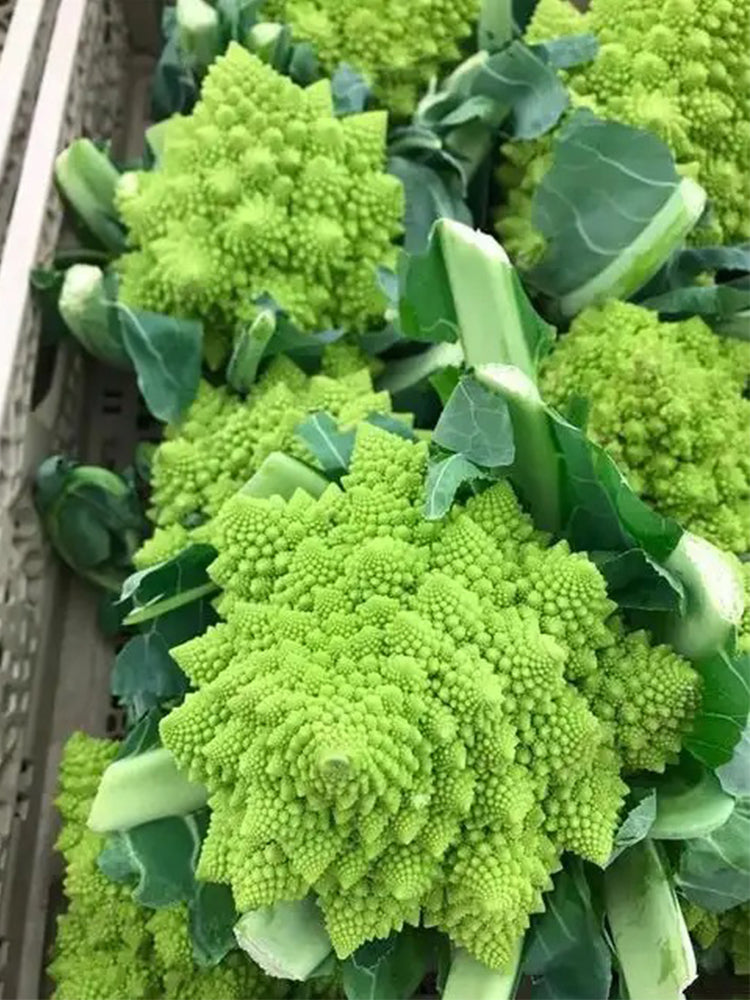 Dutch White Pagoda Cauliflower