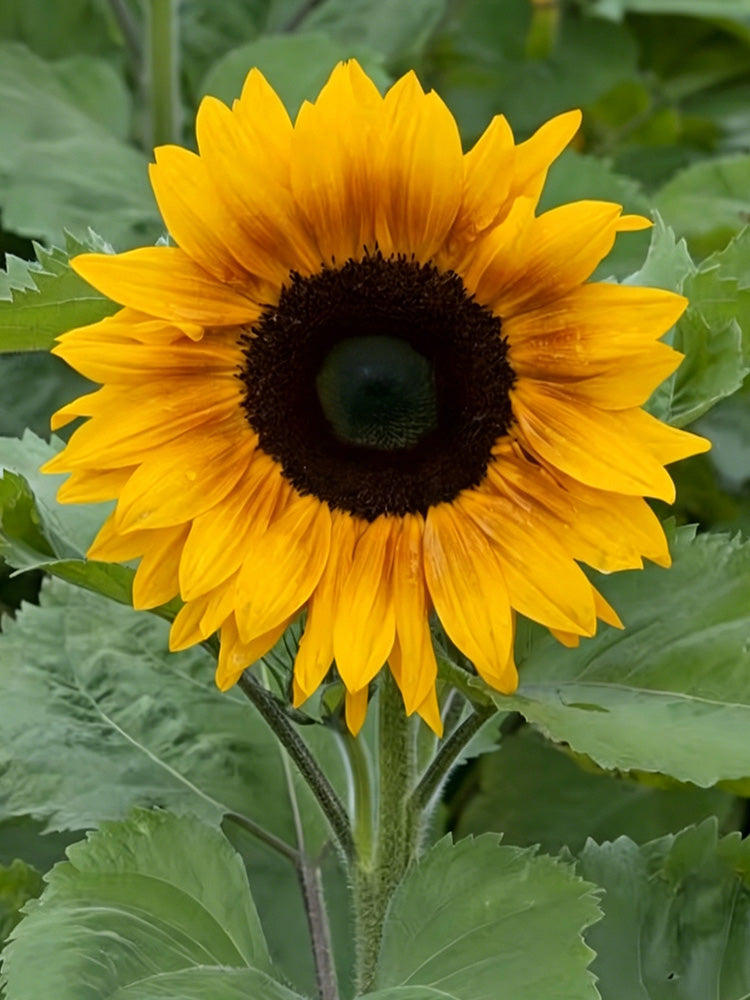 Copper Queen Sunflower