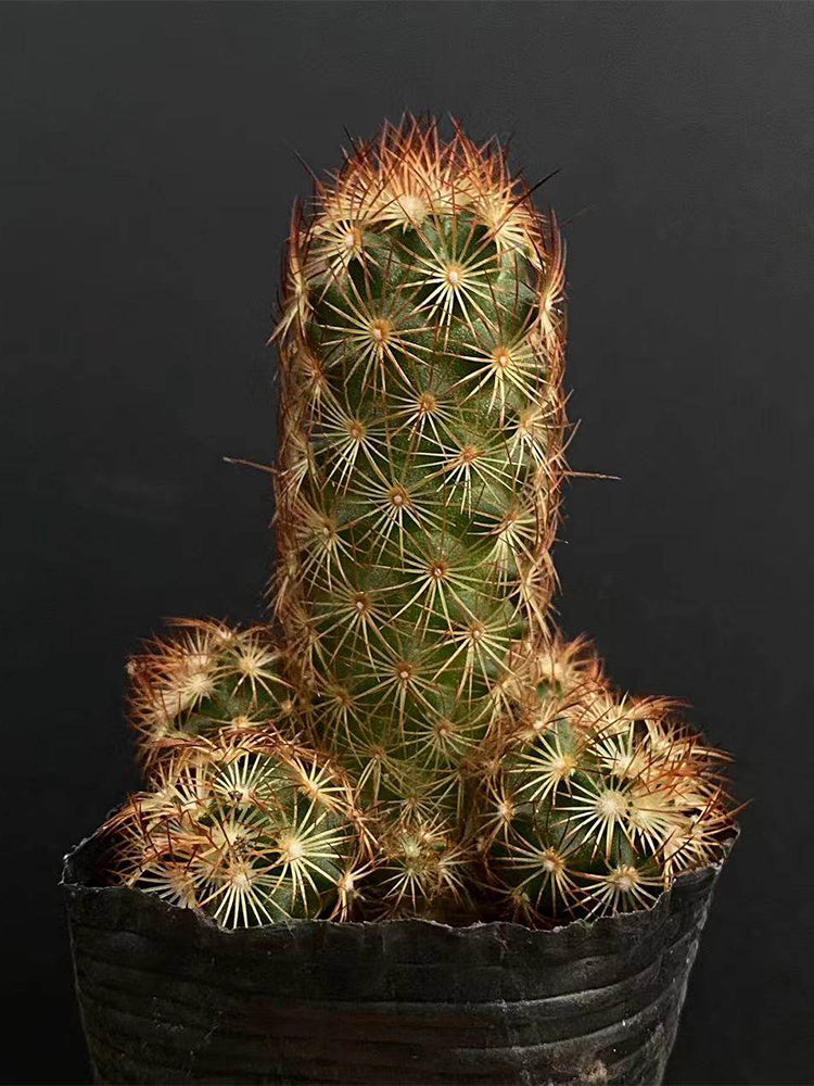 Mammillaria elongata