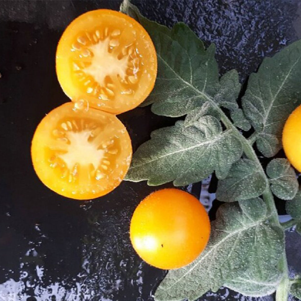 751 Rabbit Jump Tomato