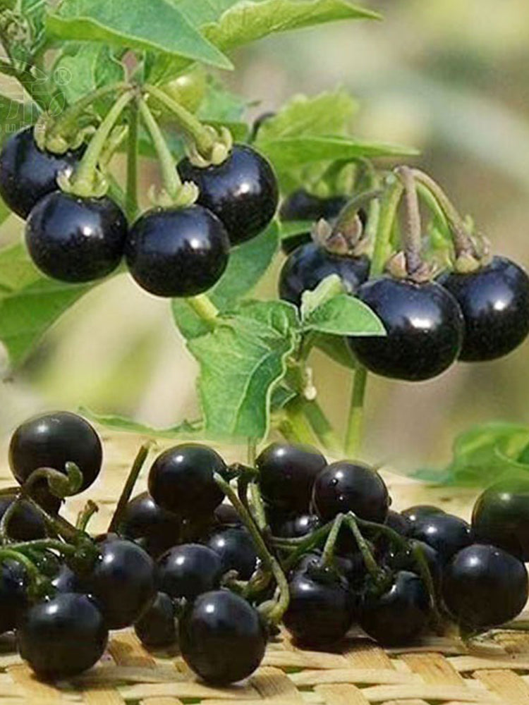 Bellfarm® Solanum nigrum Seeds - Grow European Black Nightshade with ...