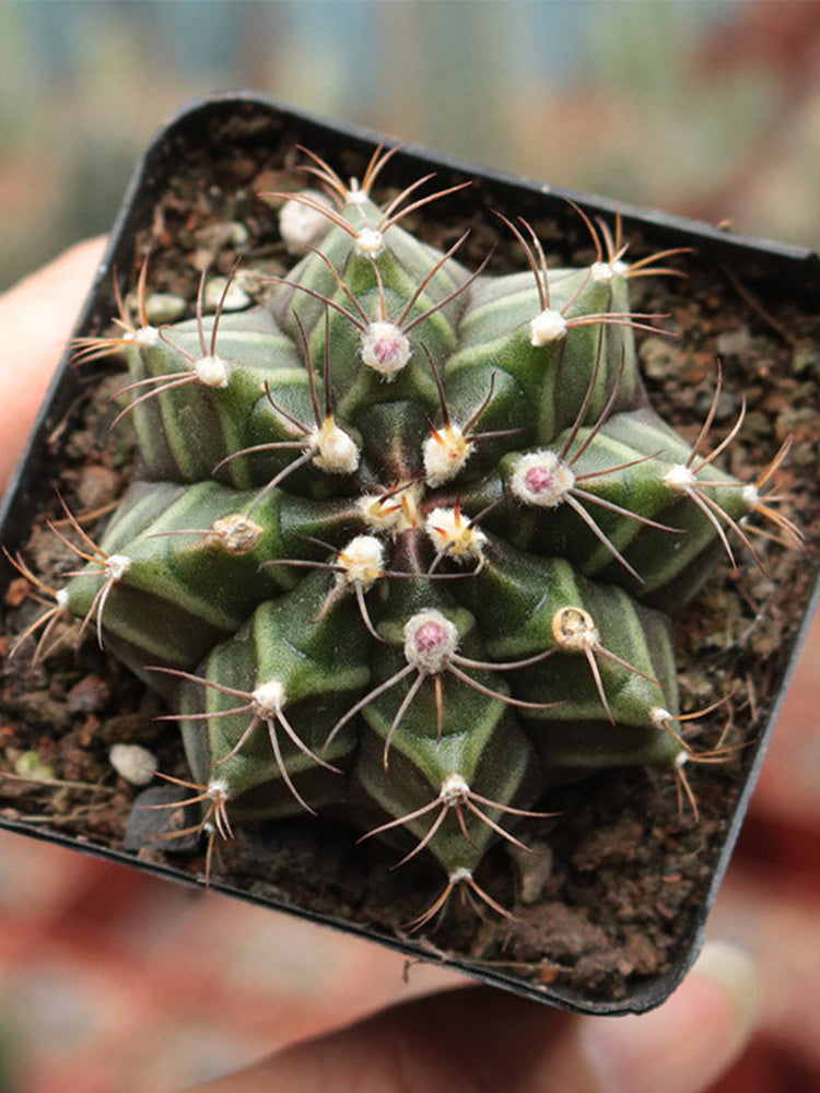 'Ruiyun Peony' Live Cactus