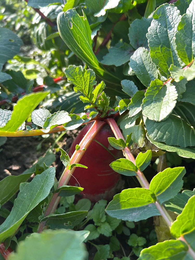 East Sea Fruit Radish