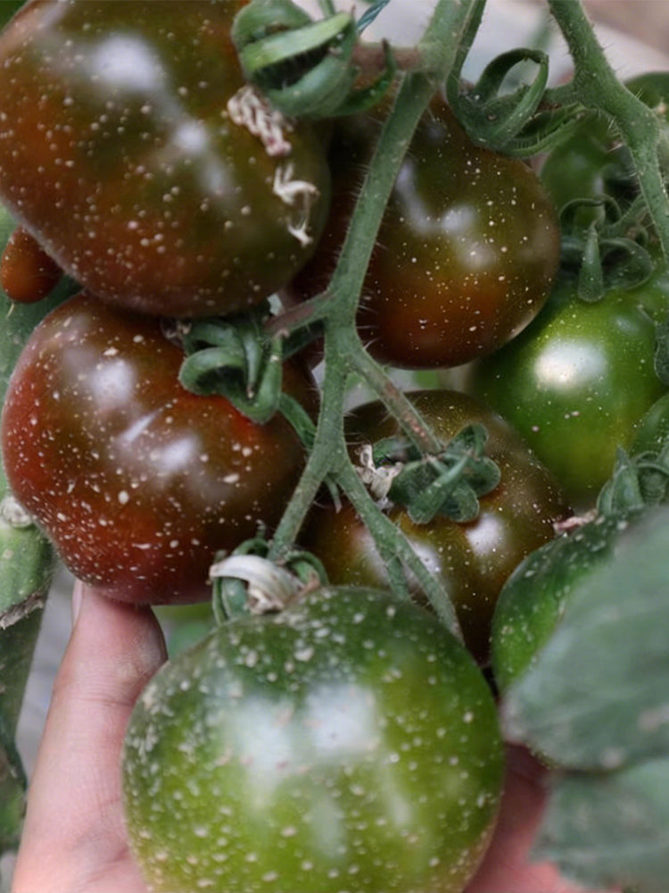 Purple Peach Tomato