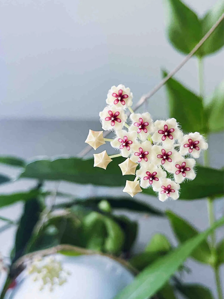 Phuwua Hoya Stem Cuttings