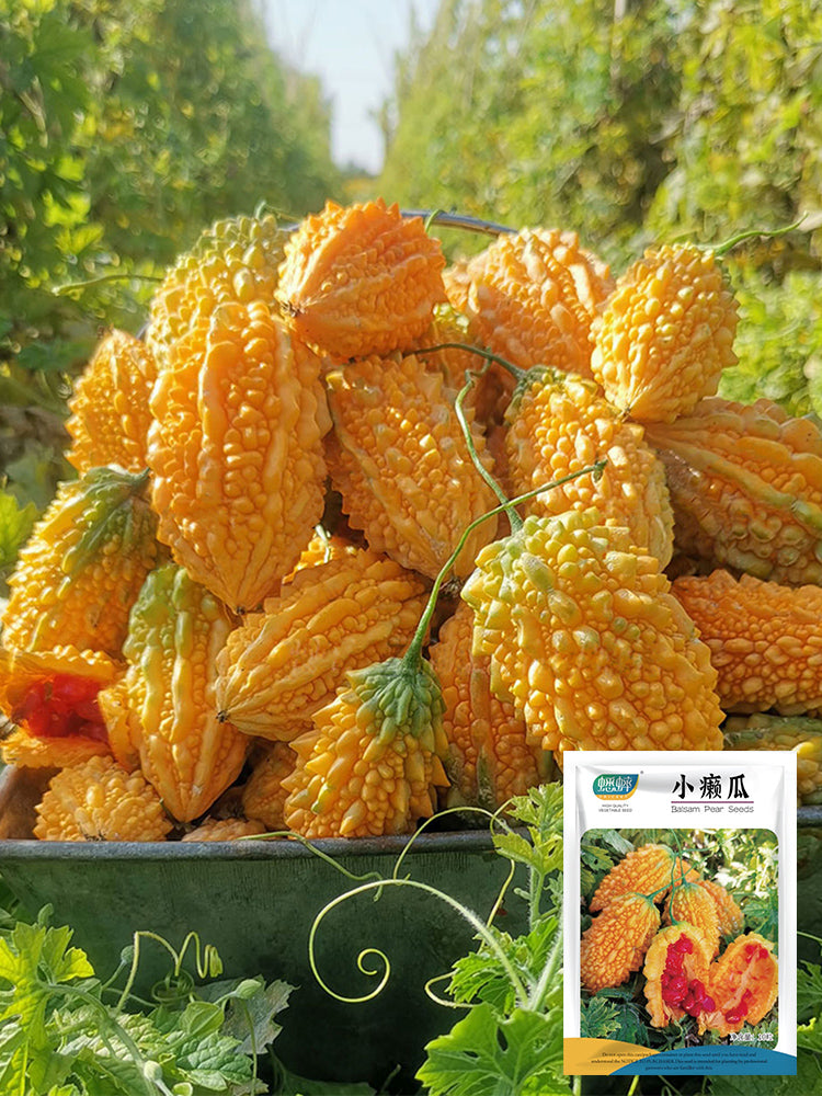 Small Spiny Bitter Melon