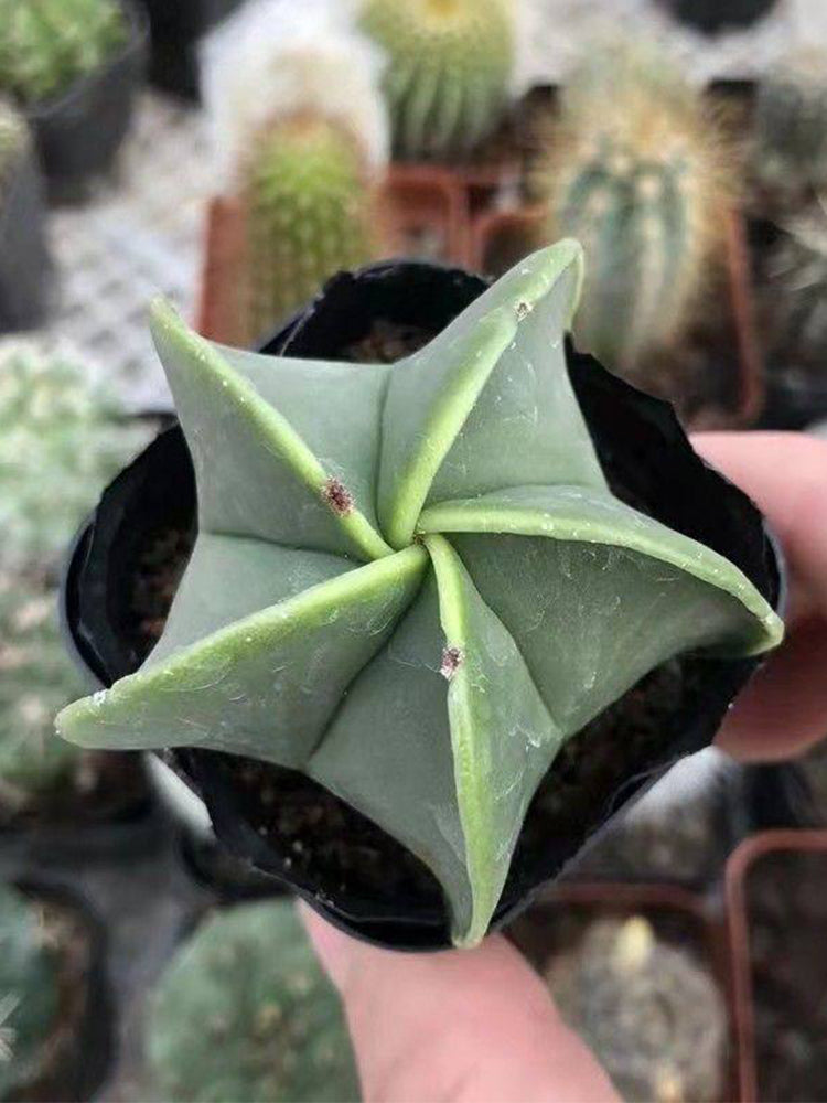 Pentagonal Glazed Bishop's Cap Cactus