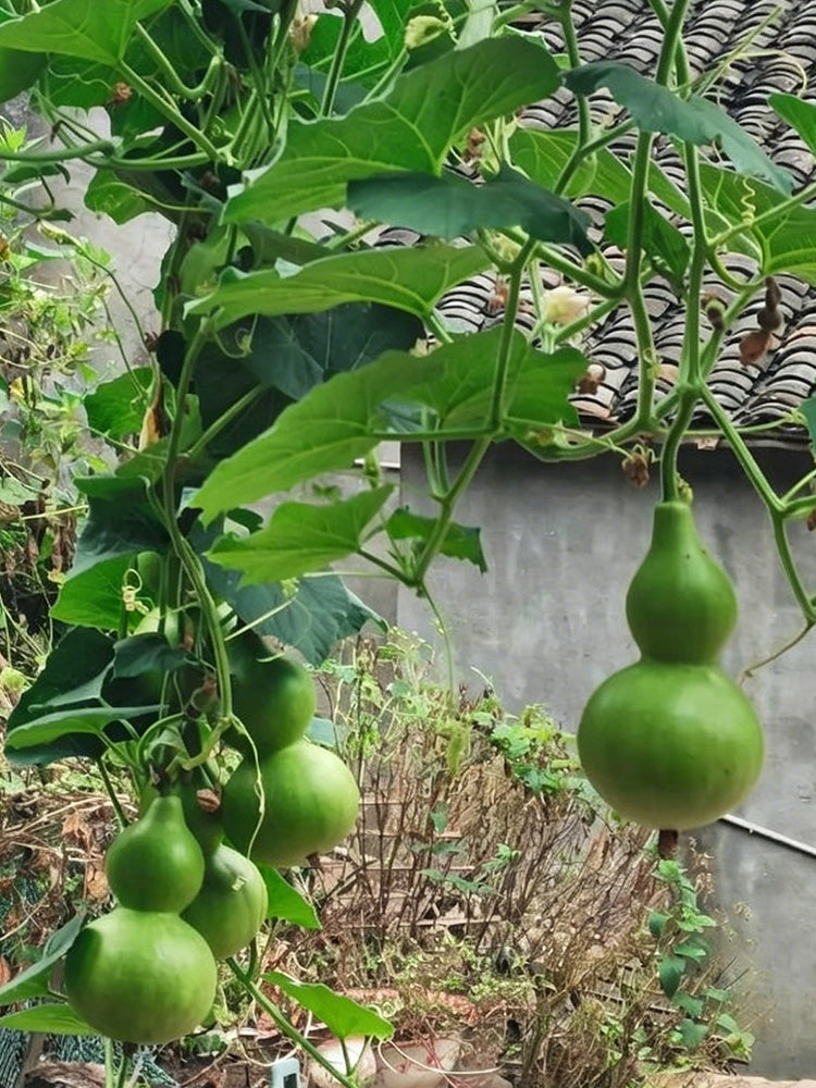 Jade Green Gourd
