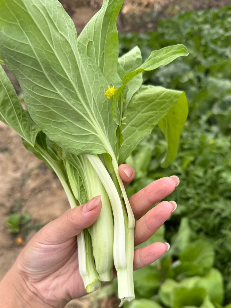 Jiemei Pak Choi Flowering Stem