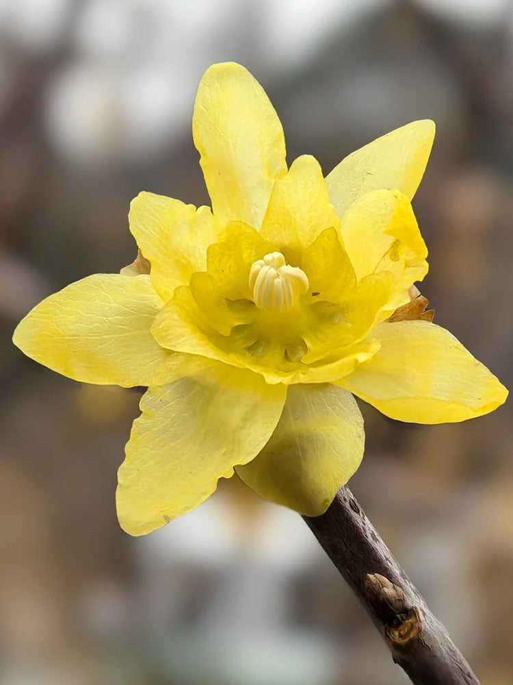Large Flower Pure Yellow Wintersweet