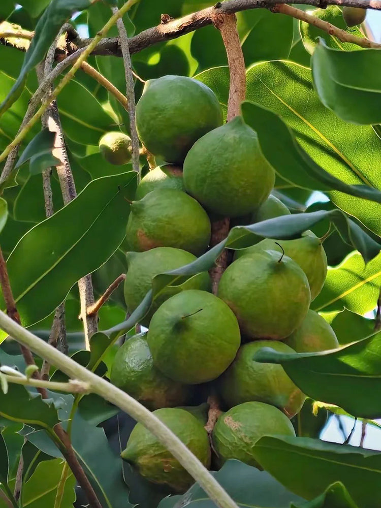 Macadamia Nut