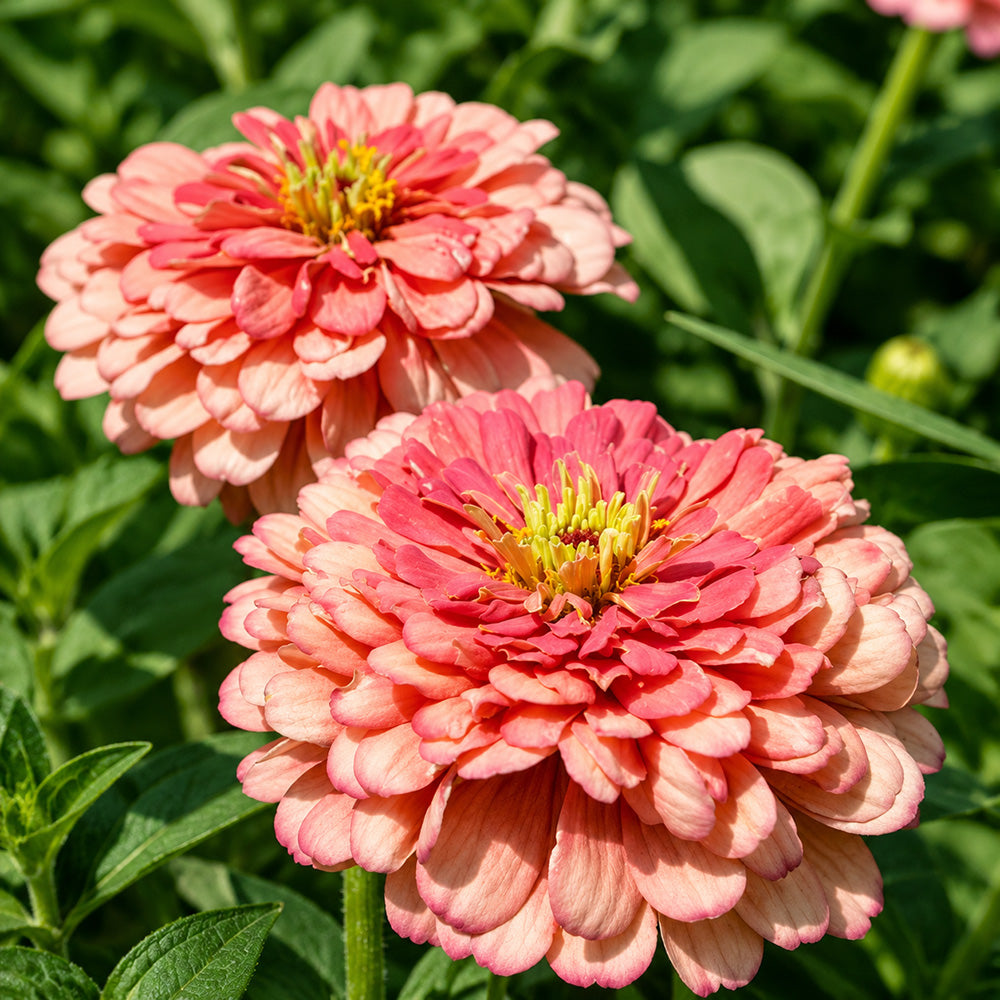 W1346 Large-Flowered Salmon Zinnia