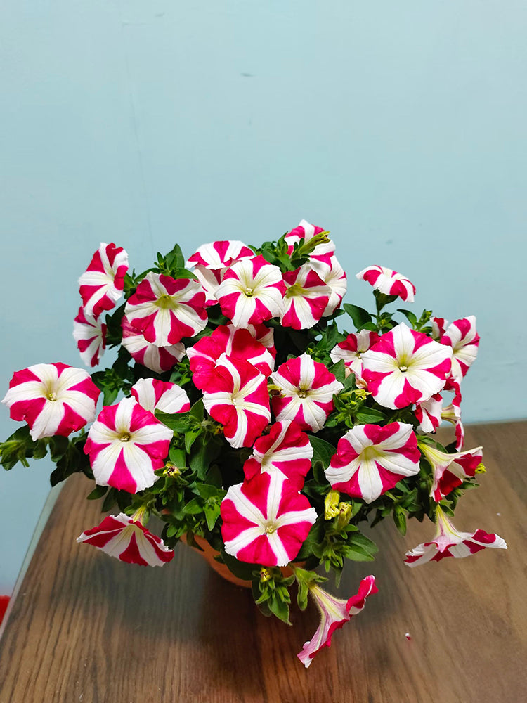 Red Star Hybrid Petunia