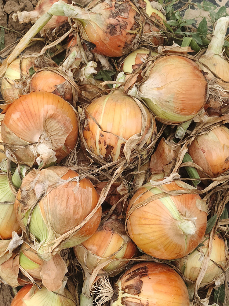 Imperial Topaz' Yellow Onion (Allium cepa L.)