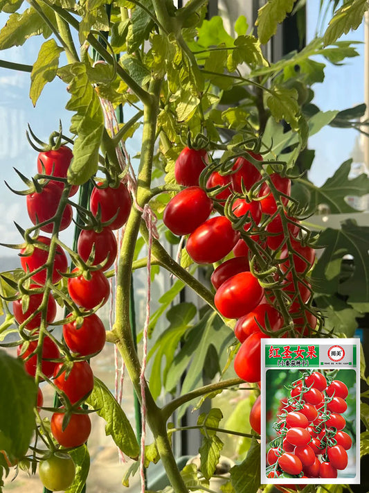 Red Saint Cherry Tomato
