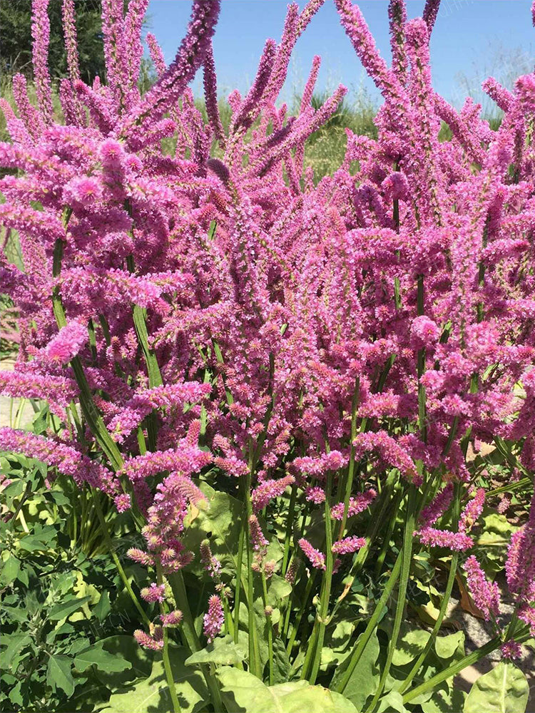 Limonium suworowii 'Pink Pokers'