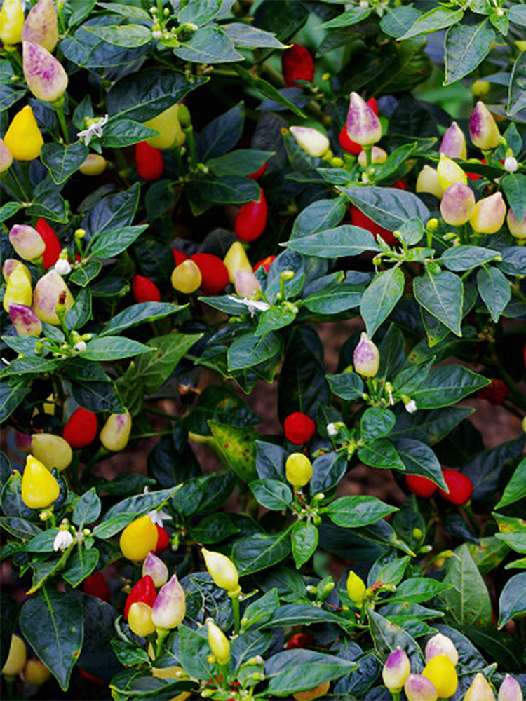 Ornamental Peppers (Capsicum annuum)