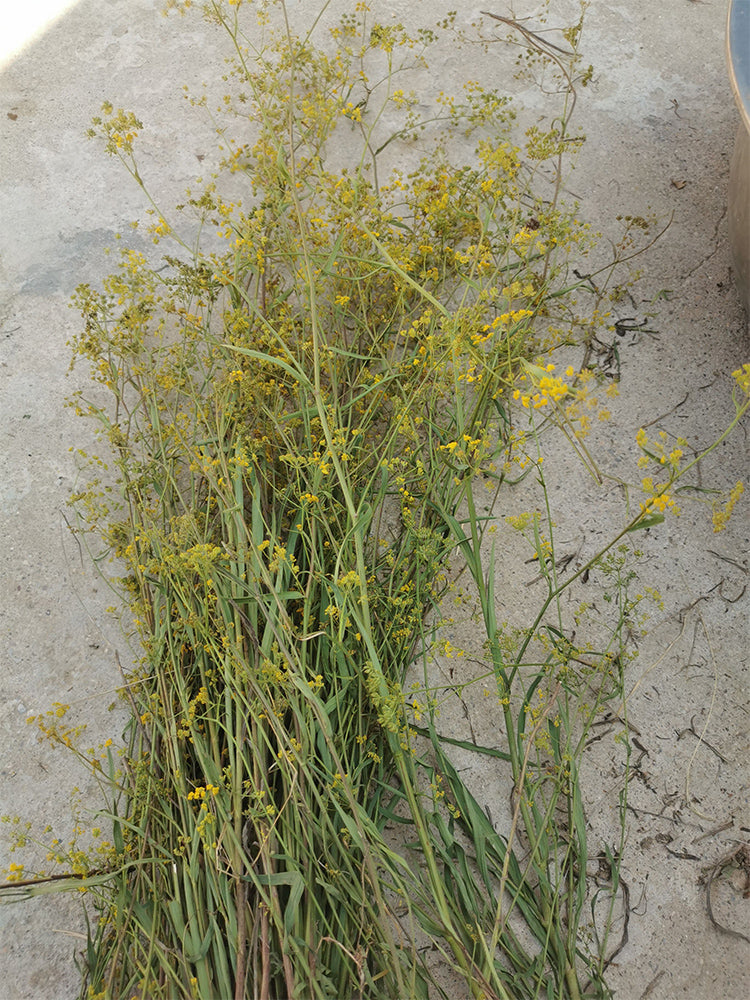 Bupleurum chinense